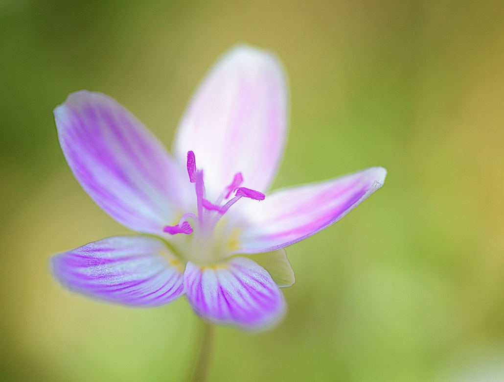 Spring Beauty Wildflower, Handheld Macro Shot